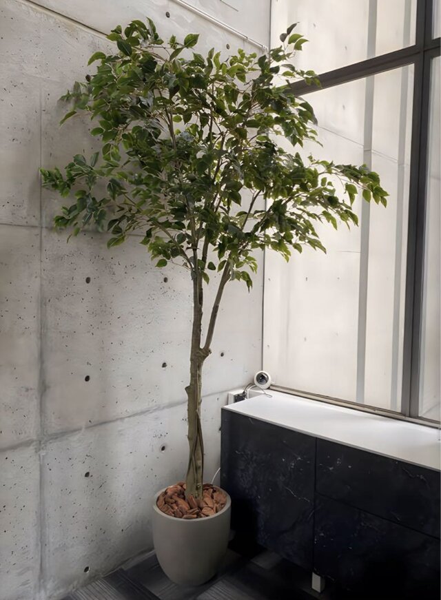 光触媒 人工観葉植物 ウォールグリーン フェイクグリーン ベンジャミン 光触媒 人工観葉植物 ウォールグリーン フェイクグリーン ベンジャミン