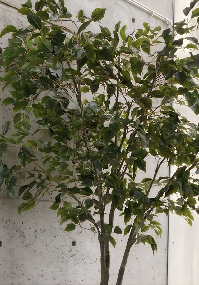 光触媒 人工観葉植物 ウォールグリーン フェイクグリーン ベンジャミン