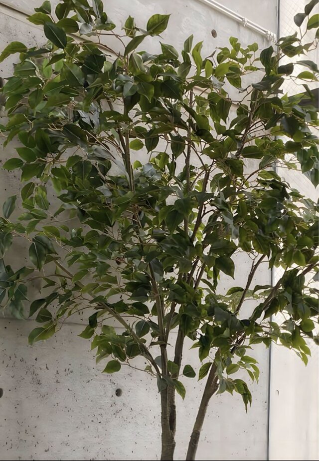 光触媒 人工観葉植物 ウォールグリーン フェイクグリーン ベンジャミン