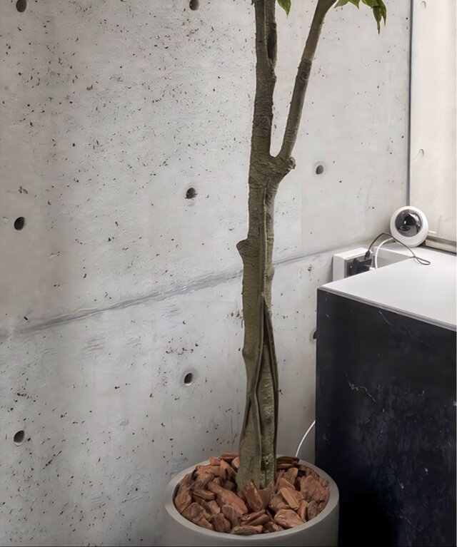 光触媒 人工観葉植物 ウォールグリーン フェイクグリーン ベンジャミン