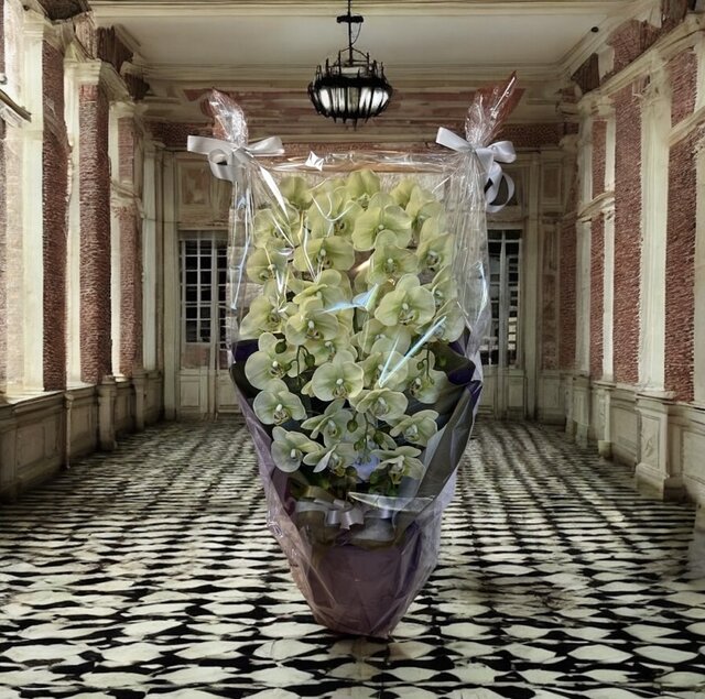 光触媒 人工観葉植物 ウォールグリーン フェイクグリーン リアル胡蝶蘭