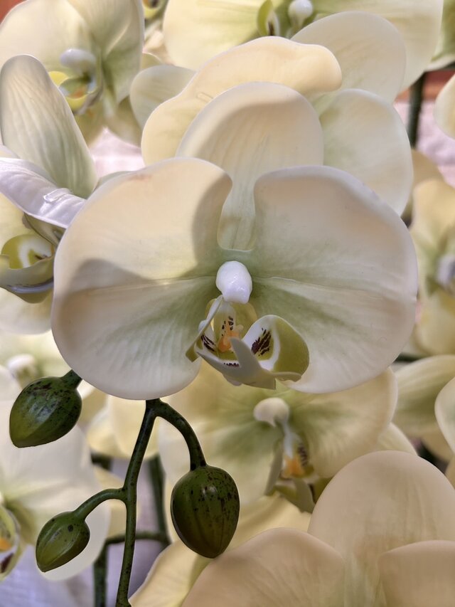 光触媒 人工観葉植物 ウォールグリーン フェイクグリーン リアル胡蝶蘭