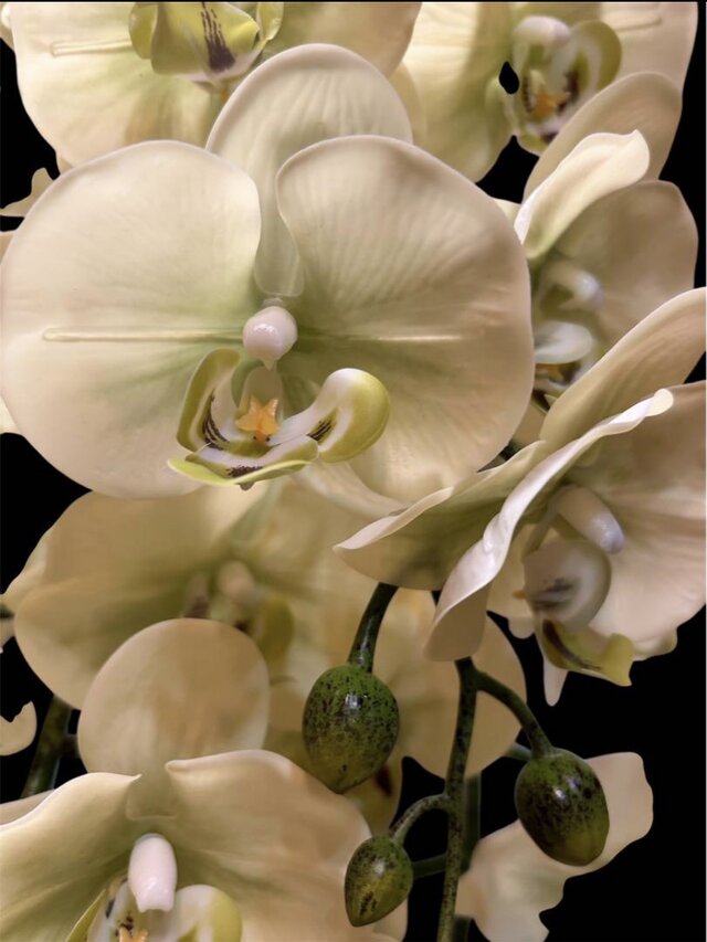 光触媒　人工観葉植物　ウォールグリーン　フェイクグリーン　リアル胡蝶蘭５本@@ 光触媒 人工観葉植物 ウォールグリーン フェイクグリーン リアル胡蝶蘭