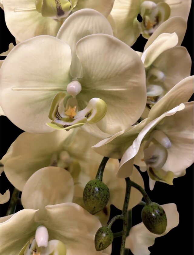 光触媒 人工観葉植物 ウォールグリーン フェイクグリーン リアル胡蝶蘭