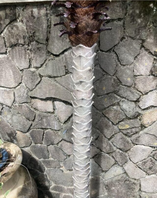 光触媒 人工観葉植物 ウォールグリーン フェイクグリーン フェニックス 