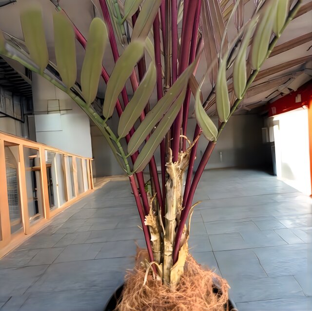 光触媒 人工観葉植物 ウォールグリーン フェイクグリーン アレカヤシ茶