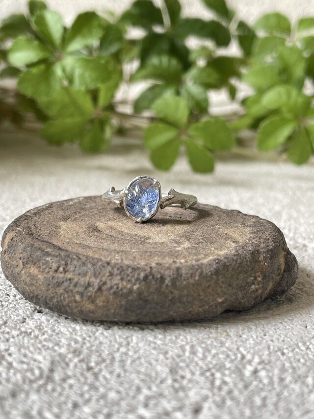 デュモルチェライトとトゲ枝サンゴ