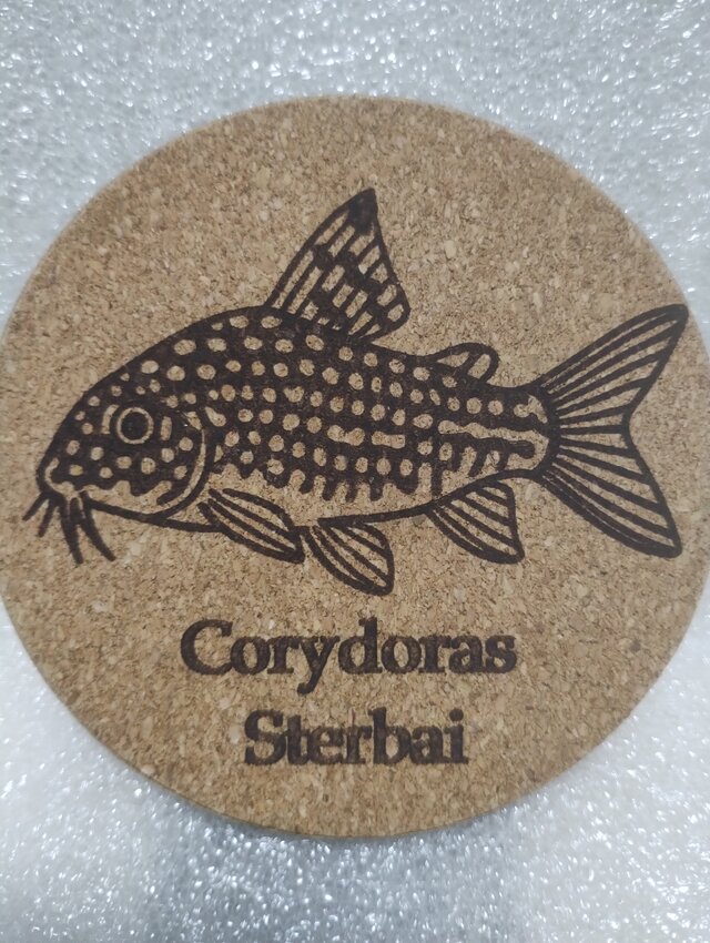 コースター　コリドラス