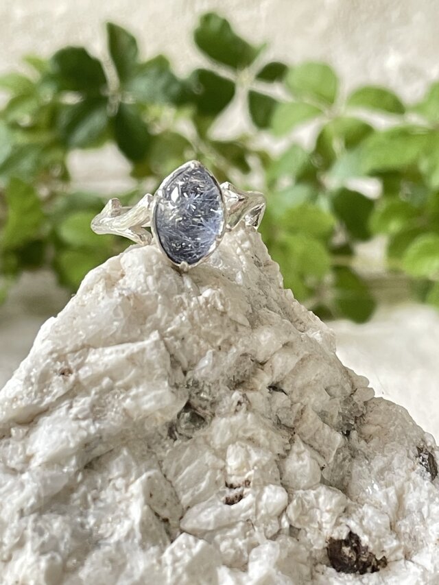 デュモルチェと枝珊瑚