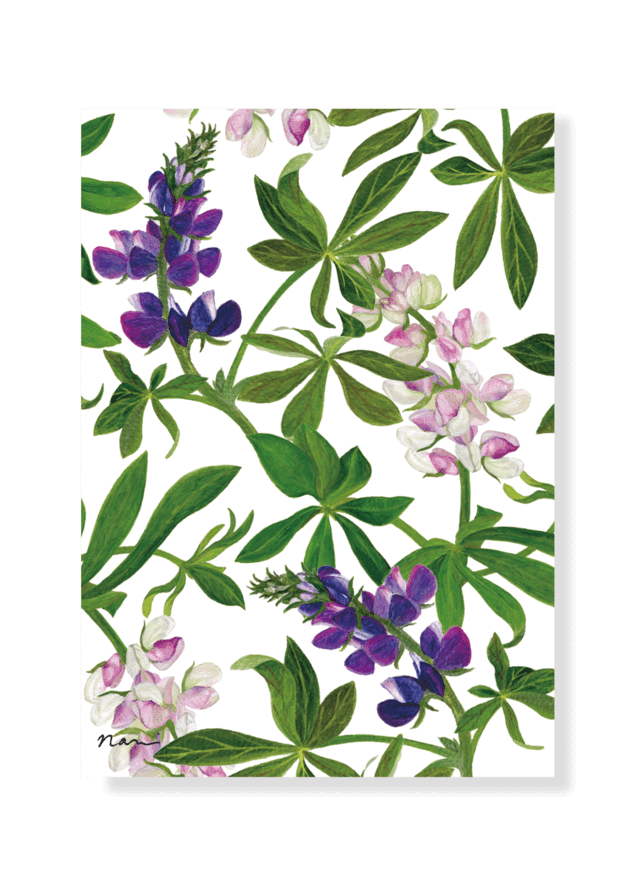 グリーティングカード　ルピナス