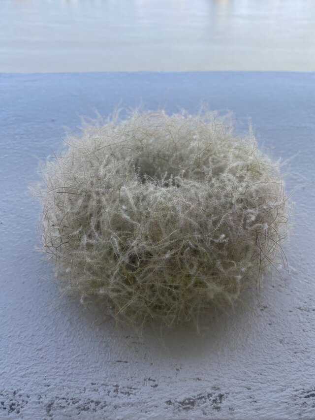 ふわふわのスモークツリーのリース　