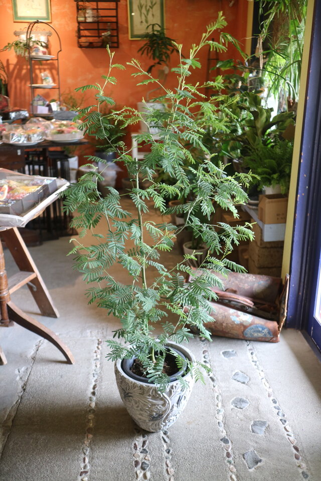 １点のみ！  大きな！ ミモザ アカシア の木　　ティーンズワトル　＜デアネイ＞