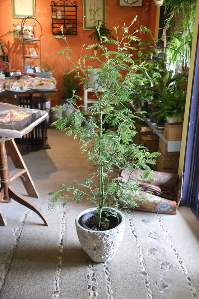 1点のみ！ 大きな！ ミモザ アカシア の木 ティーンズワトル