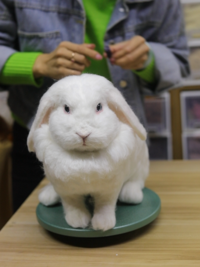 || 猫ぬいオーダーページ　▷ ねこぬい”セミオーダーで作る猫ぬいぐるみ - fabbrica