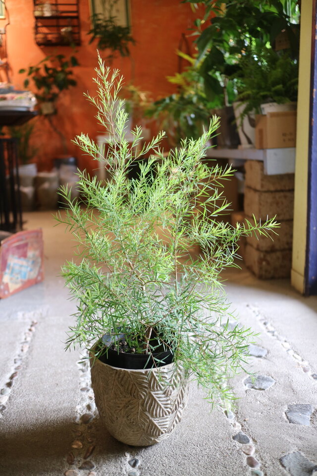 ティーツリー　＜スノーインサマー＞ハーブ　　鉢付　