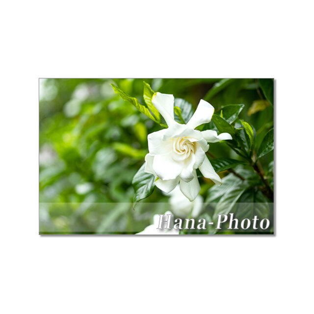 1711) 芳しい八重咲きのクチナシ　1　 　ポストカード5枚組