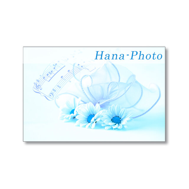 1669) 美しいピンクの菊 　ポストカード5枚組