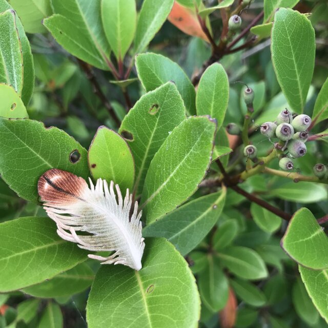 本革　羽根　コノハズク　ブローチ