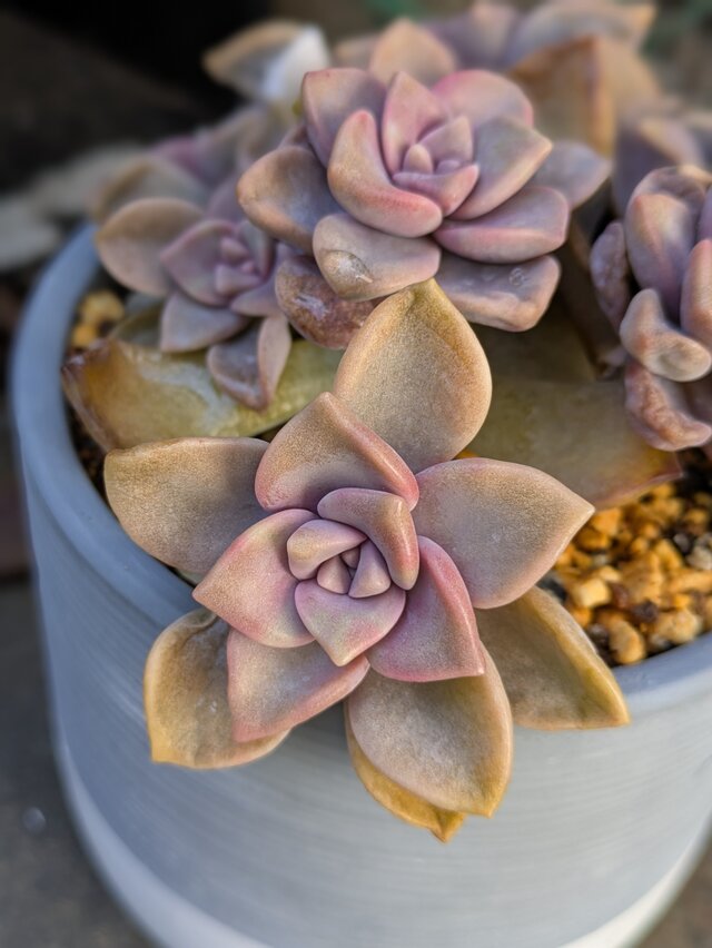 多肉植物 パープルディライト・パープルディライト錦 全て抜き苗 観葉