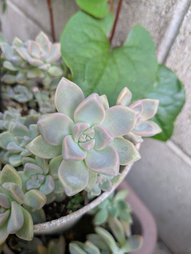 多肉植物　桜牡丹　ゴースティ 　カット苗　1つ