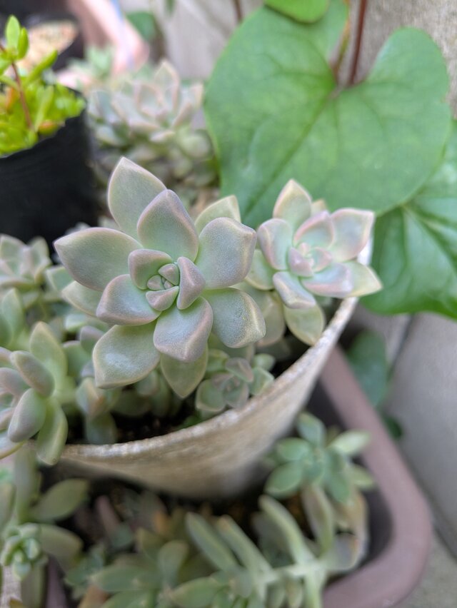 多肉植物 桜牡丹 ゴースティ カット苗 1つ | iichi 日々の暮らし