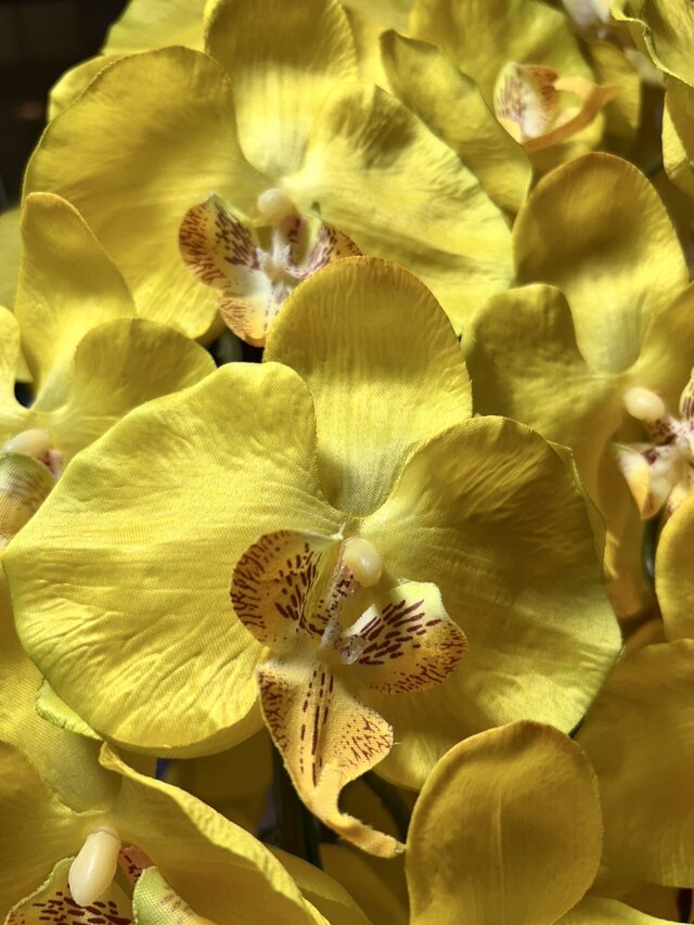 光触媒 人工観葉植物 ウォールグリーン フェイクグリーン 胡蝶蘭黄色