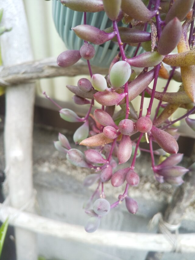 多肉植物 ルビーネックレス カット苗 10㎝ ３本