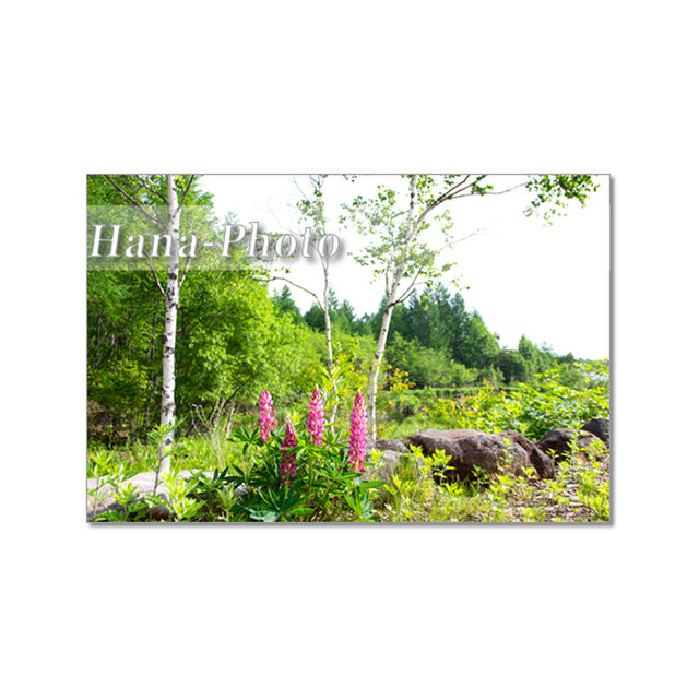 1721) 山の花　サラサドウダンとルピナス　　　ポストカード5枚組