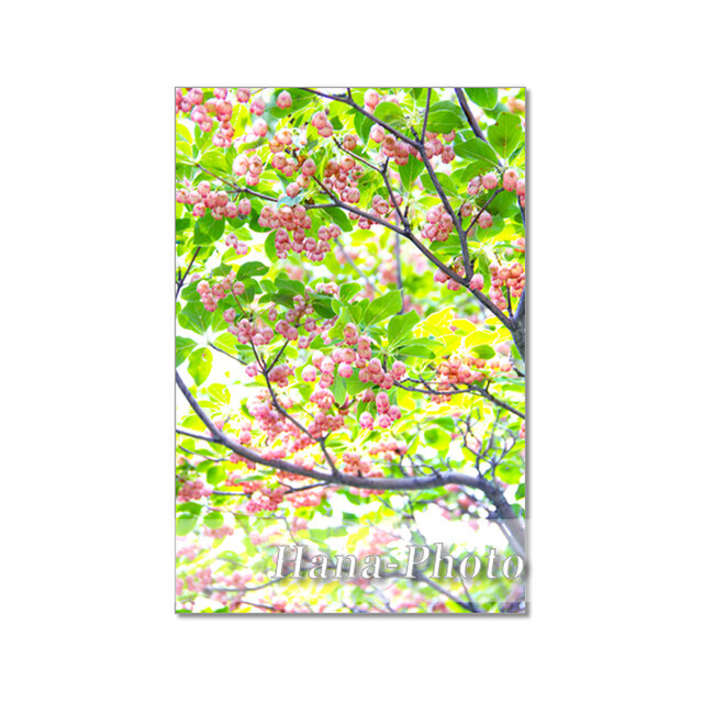 【　サラサドウダン　】水彩画 ポストカード　ハガキサイズ　原画　一点もの 1721) 山の花 サラサドウダンとルピナス ポストカード5枚組 | iichi