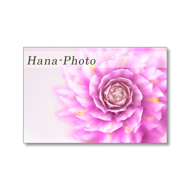 1676) 可愛い千日紅のデザイン　　 　ポストカード5枚組