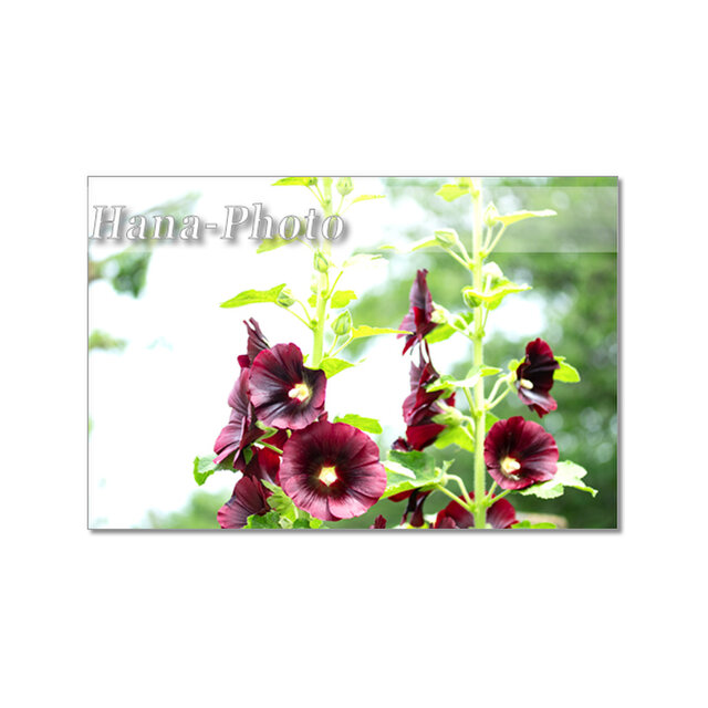 1722) シックな色のタチアオイ（ホリホック）  ポストカード5枚組