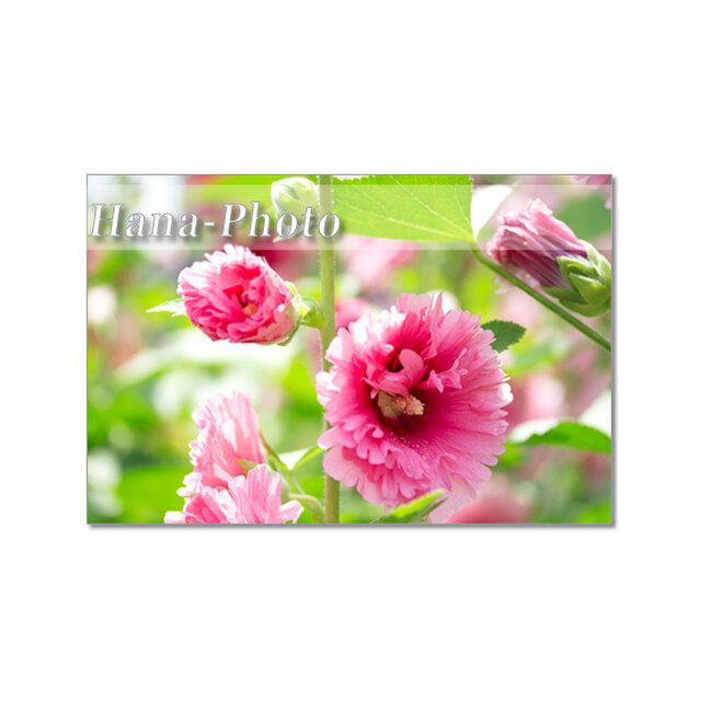 1723) 華やかな色のタチアオイ（ホリホック）  ポストカード5枚組