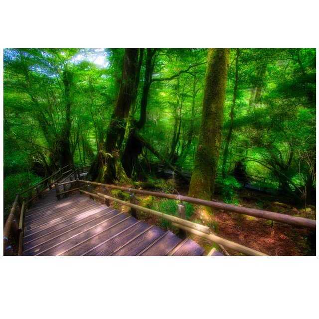 屋久島 魅入られる幻想の森 [7] 【風景写真・ポスターアート インテリア】