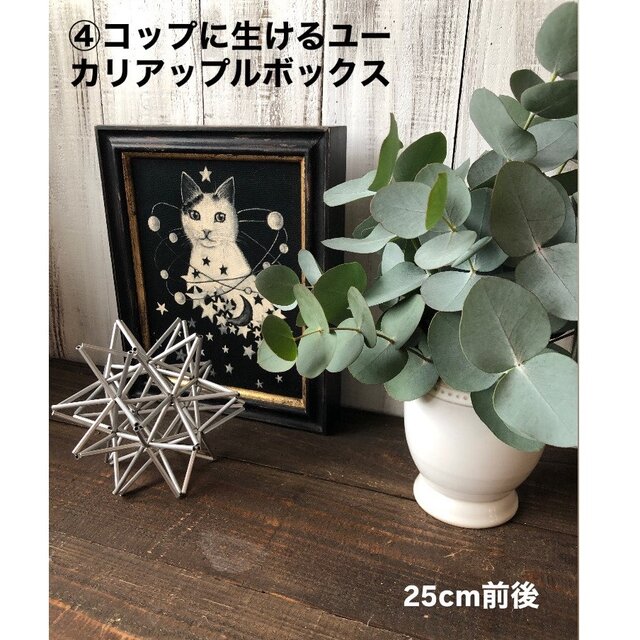 星月猫☆「新鮮なユーカリの香りを たっぷり楽しめる5点セット」ドライ