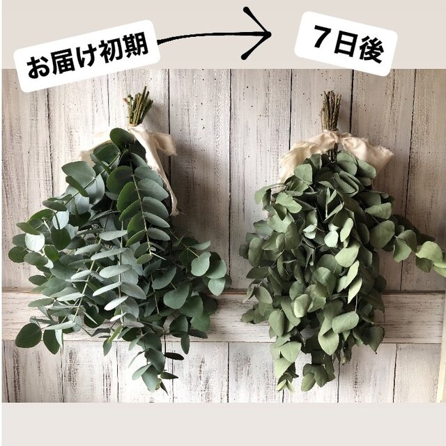 匿名配送　フレッシュユーカリとオリーブのリース　ドライフラワー　涼しげ 特別価格＊丸葉が可愛いオーガニックユーカリポポラスのお部屋に