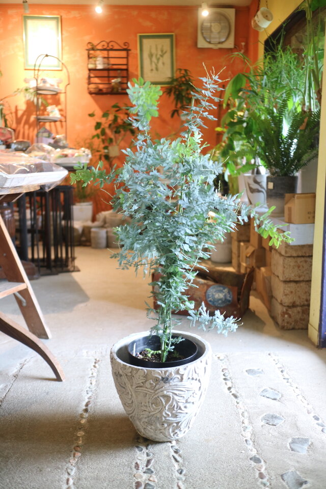 現物　＜１点のみ＞　大きな♡　ミモザ の木　銀葉アカシア