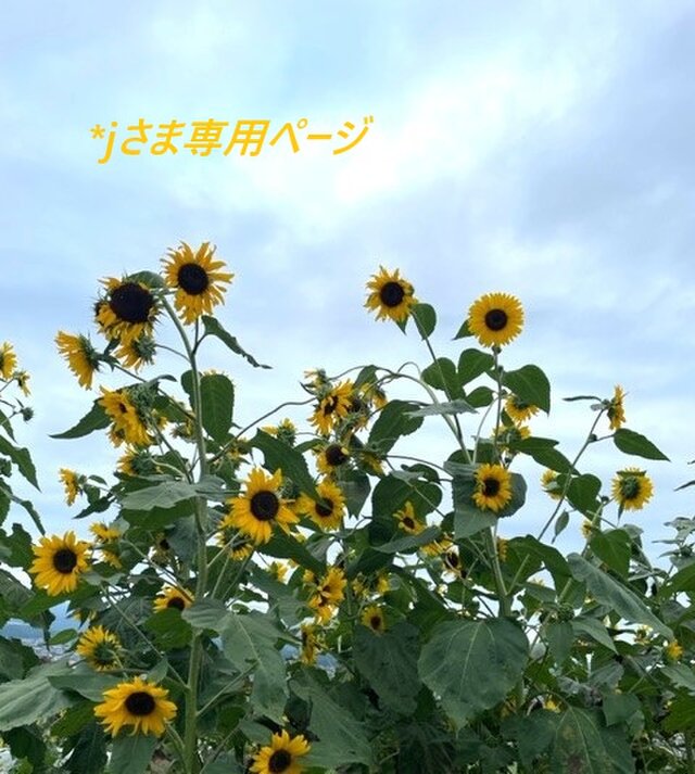 ＊ｊさま専用ページ