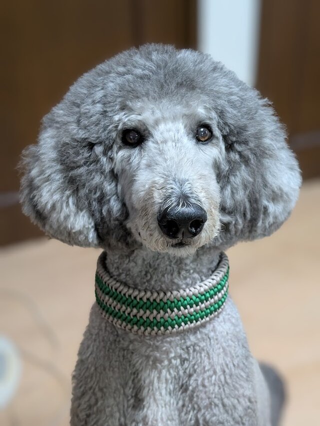 パラコード首輪　大型犬用バックルタイプ　(内周４０cm)　サイズを小さくしてイタグレ＆ウイペットにもお似合い