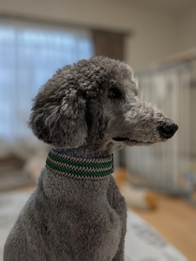 パラコード首輪 大型犬用バックルタイプ (内周40cm) サイズを小さく
