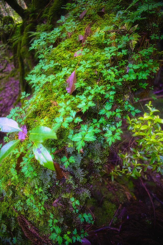 屋久島 魅入られる幻想の森 [8] 【風景写真・ポスターアート インテリア】