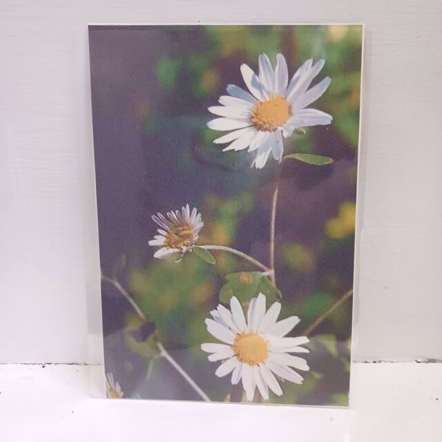 ポストカード　「お花」　2枚組　普通紙