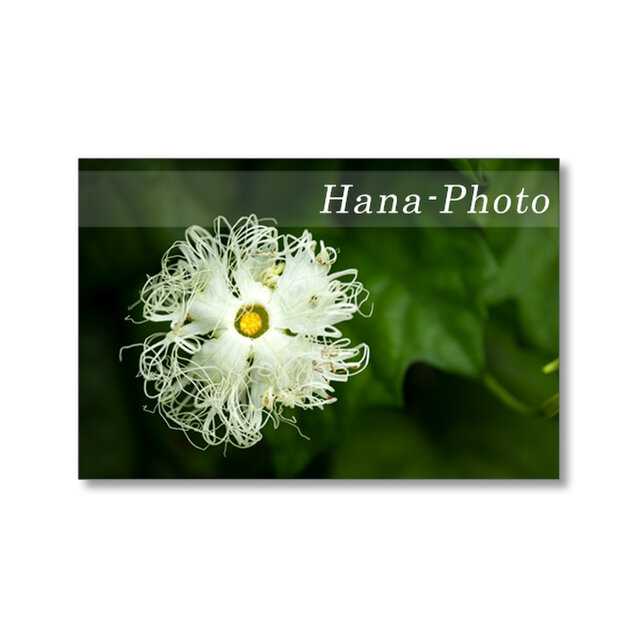 1664) カラスウリの花、サンバリーバブル、朝顔   ポストカード5枚組