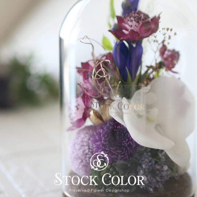 仏花 アストランティアと胡蝶蘭のガラスドームアレンジ(L