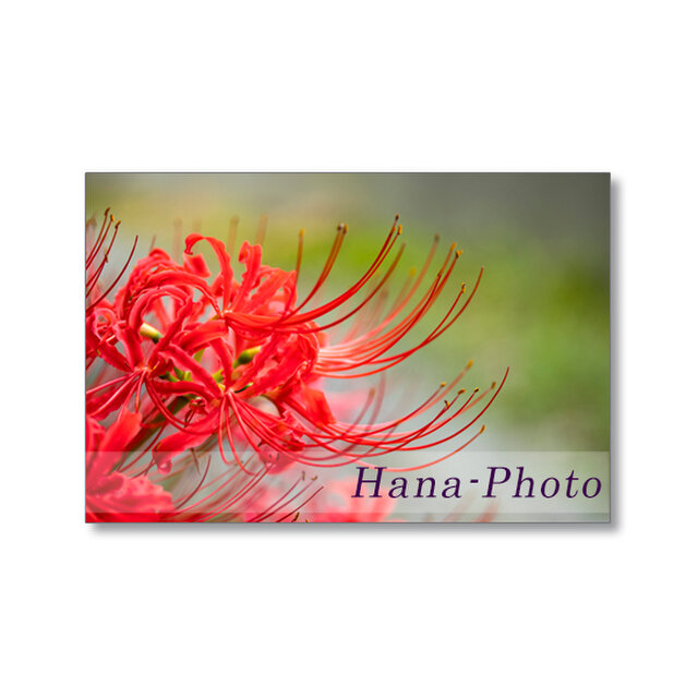 1666) 真赤なヒガンバナ　　　ポストカード5枚組.