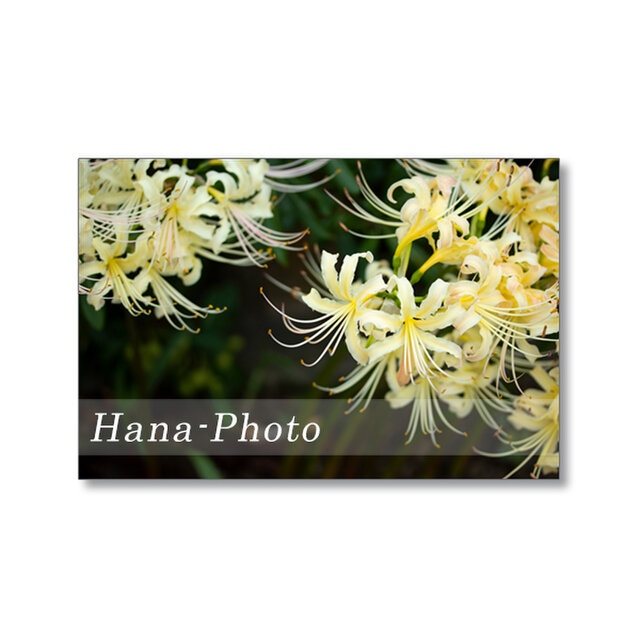 1668) ヒガンバナ（クリーム色）2　　　　ポストカード5枚組