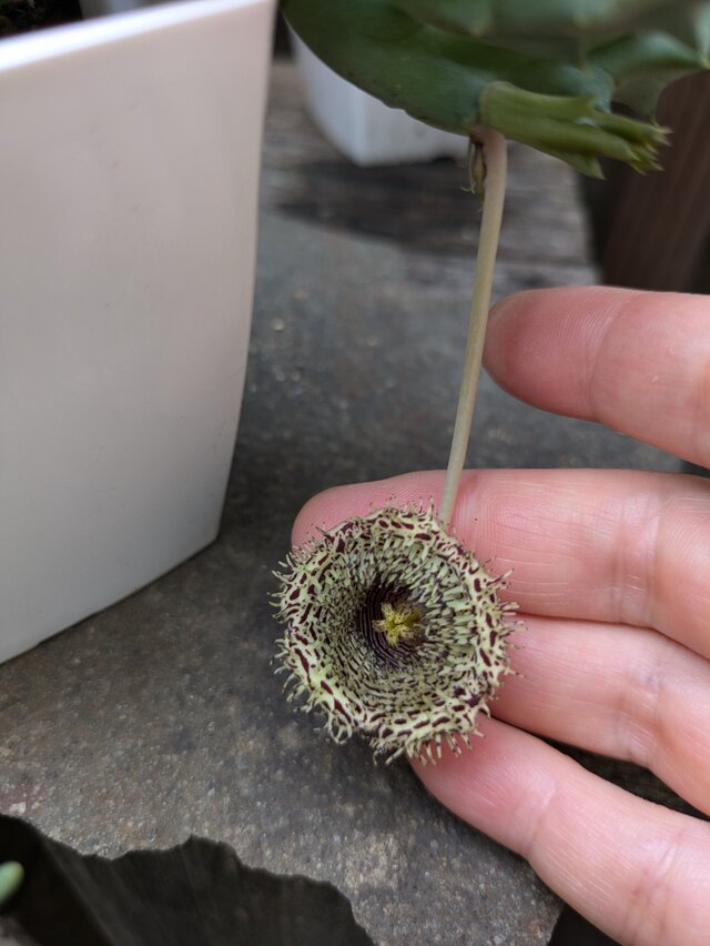 ガガイモ　フェルニア　ヒストリクス　カット苗