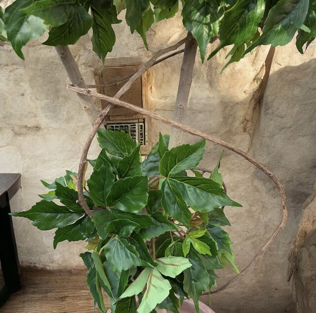 光触媒 人工観葉植物 ウォールグリーン フェイクグリーン アイビー