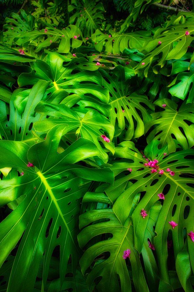 屋久島 魅入られる幻想の森 [10] 【風景写真・ポスターアート インテリア】