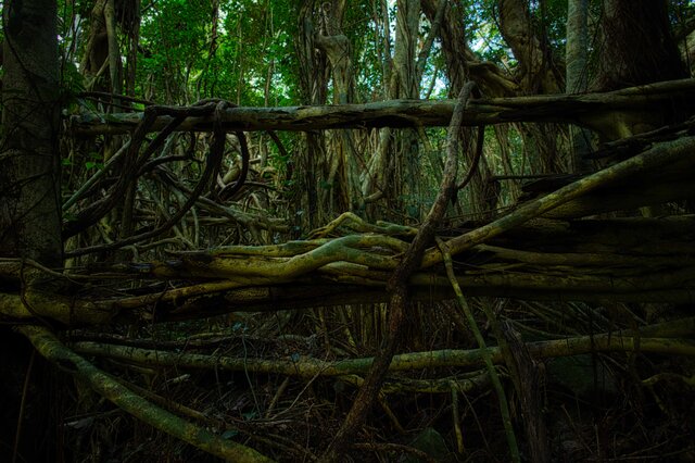 屋久島 魅入られる幻想の森 [11] 【風景写真・ポスターアート
