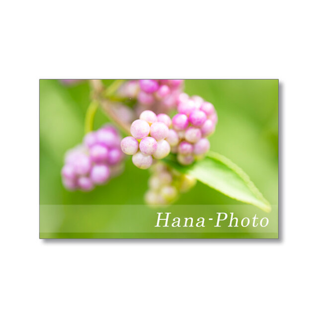 1662) 桃式部・白式部・紫式部 1    ポストカード5枚組